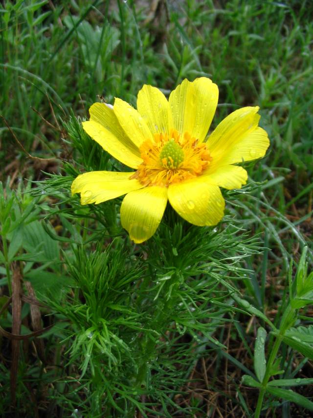 عکسهای آدونیس Adonis vernalis 3